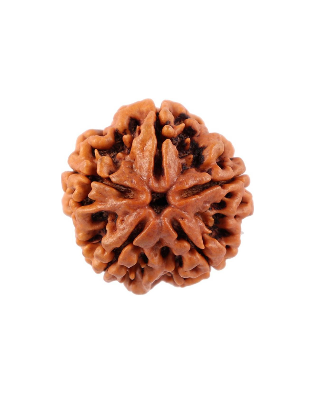ShivaRatna 5 Mukhi Rudraksha – Lab Certified (Nepal Origin), Well-Shaped, Matured Bead with X-ray Verification Report - ShivaRatna