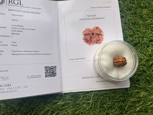 orignal 2mukhi rudraksh