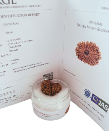 ShivaRatna 15 Mukhi/ Fifteen Face Rudraksha with Certificate of Authenticity (Elite Range) - ShivaRatna