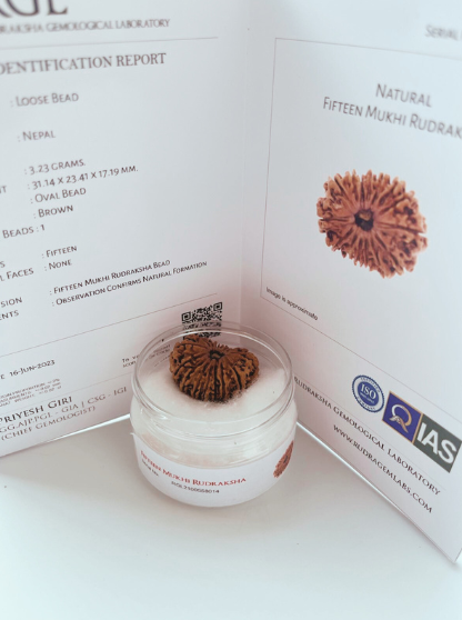 ShivaRatna 15 Mukhi/ Fifteen Face Rudraksha with Certificate of Authenticity (Elite Range)