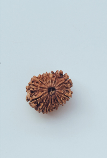 ShivaRatna 15 Mukhi/ Fifteen Face Rudraksha with Certificate of Authenticity (Elite Range)