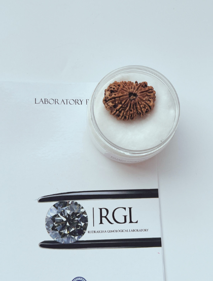 ShivaRatna 15 Mukhi/ Fifteen Face Rudraksha with Certificate of Authenticity (Elite Range)