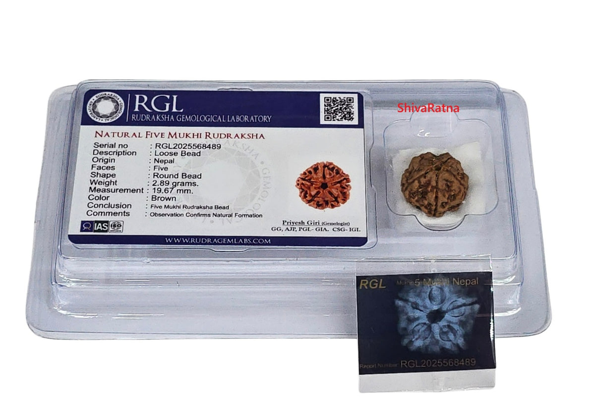 ShivaRatna 5 Mukhi Rudraksha – Lab Certified (Nepal Origin), Well-Shaped, Matured Bead with X-ray Verification Report - ShivaRatna