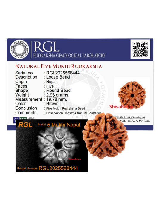 ShivaRatna 5 Mukhi Rudraksha – Lab Certified (Nepal Origin), Well-Shaped, Matured Bead with X-ray Verification Report - ShivaRatna