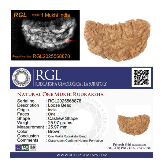 ShivaRatna1 Mukhi X Ray Certified Rudraksha Bead - Hand Picked - One Face - | Good Shape and Grown Beads - ShivaRatna