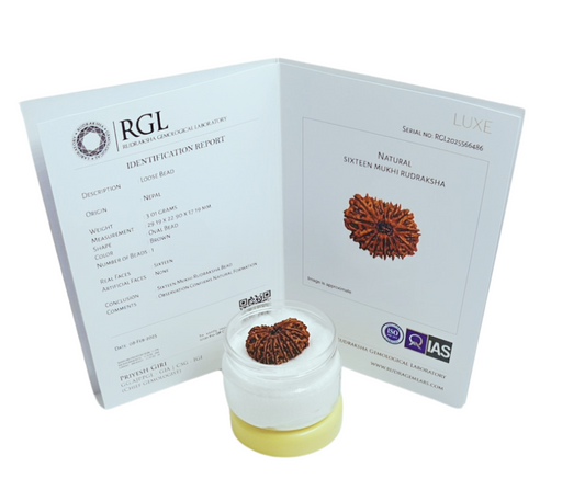 ShivaRatna 16 Mukhi/ Sixteen Face Rudraksha with Certificate of Authenticity (Elite Range) - ShivaRatna
