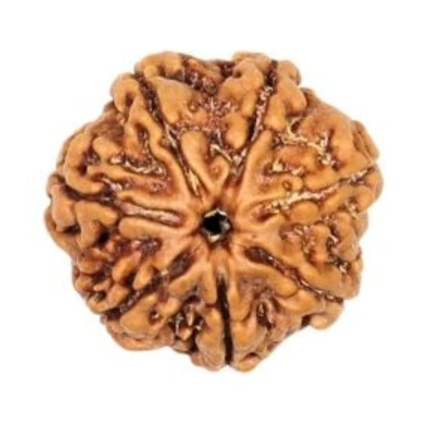 ShivaRatna 7 Mukhi Rudraksha – Certified Nepali Bead, Well-Formed and Fully Matured with X-Ray Verification