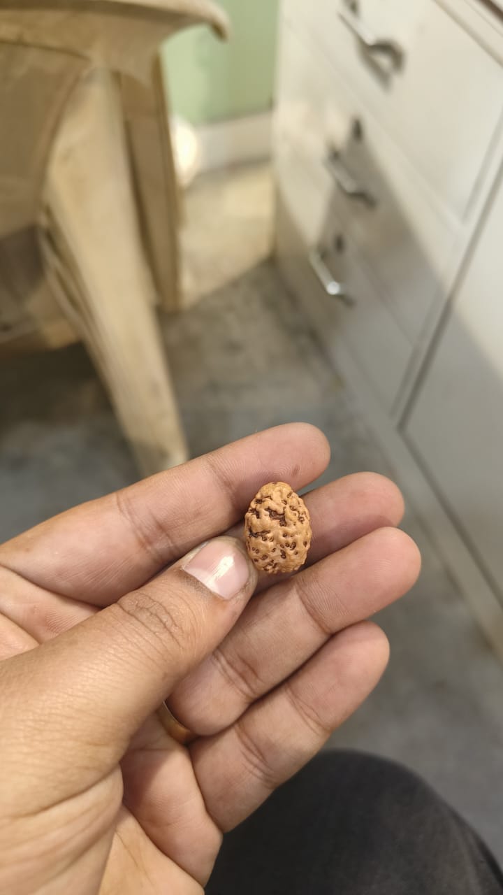ShivaRatna 2 Mukhi /Two Face Rudraksha with Certificate of Authenticity (Elite Range)