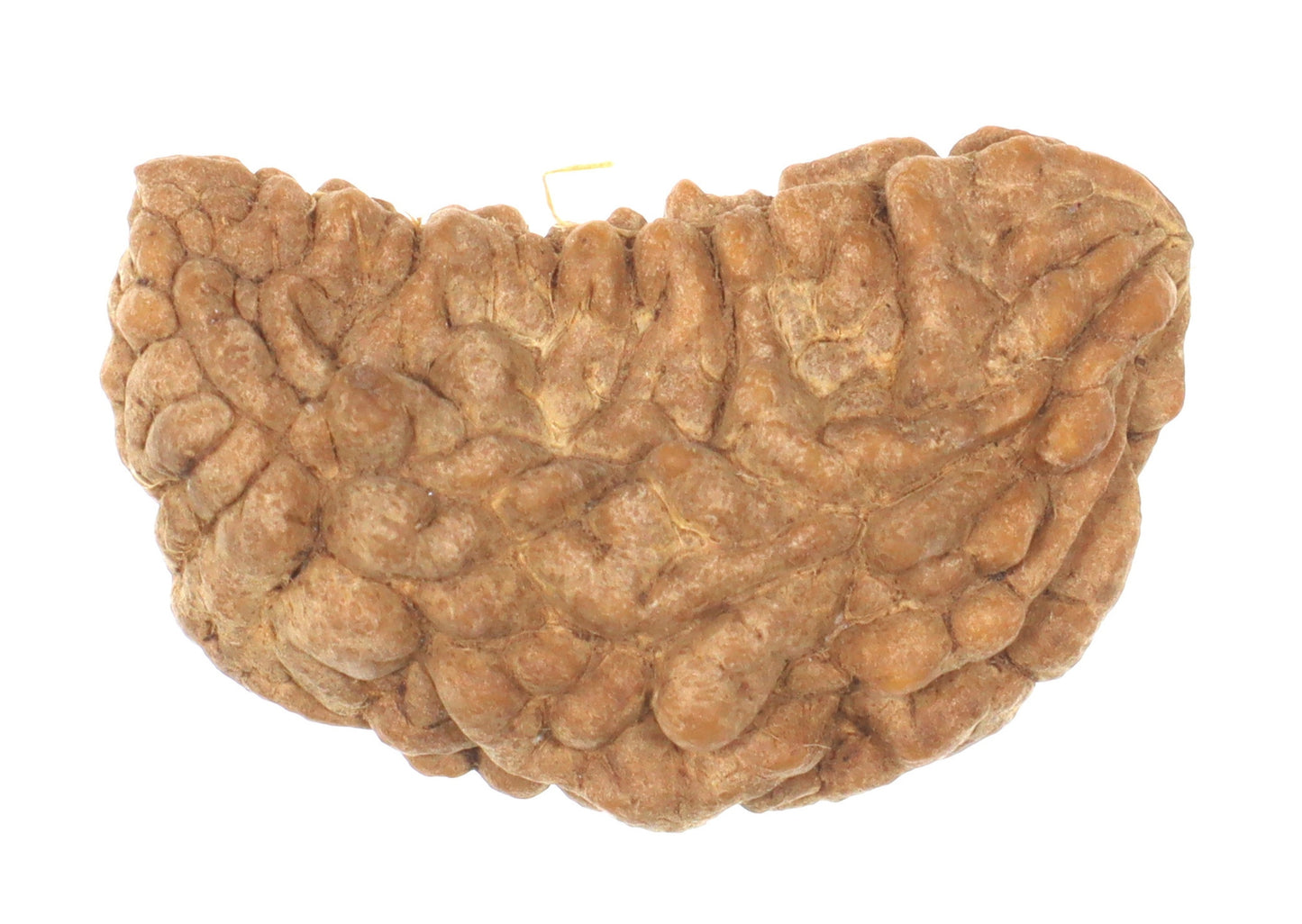 ShivaRatna1 Mukhi X Ray Certified Rudraksha Bead - Hand Picked - One Face - | Good Shape and Grown Beads