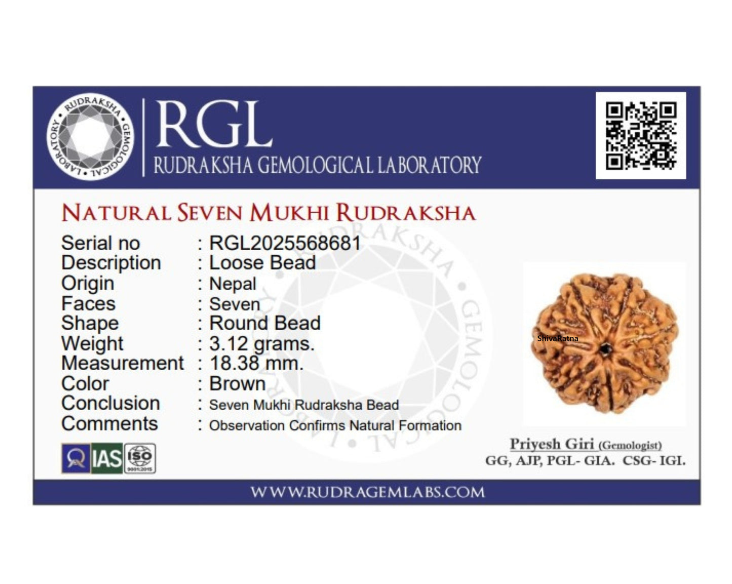 ShivaRatna 7 Mukhi Rudraksha – Certified Nepali Bead, Well-Formed and Fully Matured with X-Ray Verification