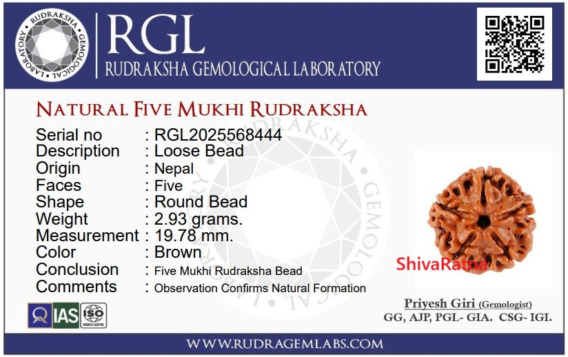 ShivaRatna 5 Mukhi Rudraksha – Lab Certified (Nepal Origin), Well-Shaped, Matured Bead with X-ray Verification Report - ShivaRatna