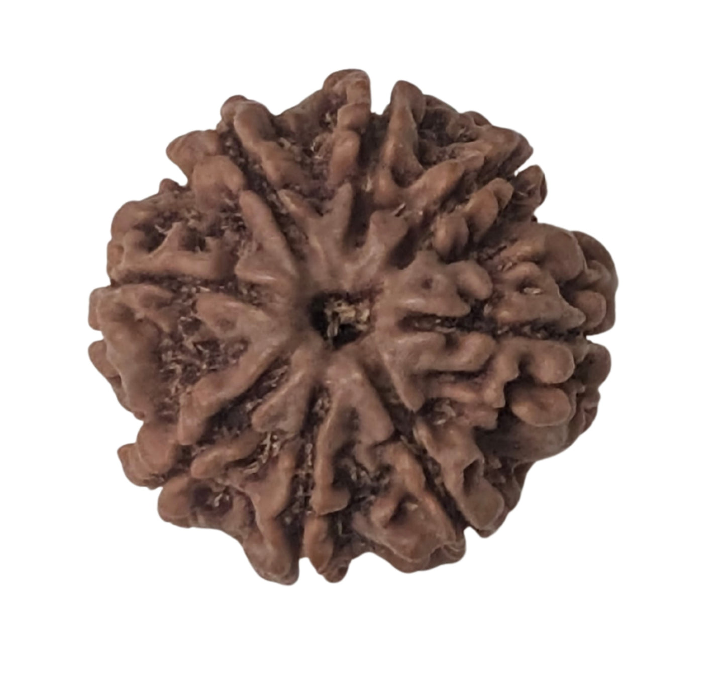 ShivaRatna 8 Mukhi Rudraksha – Certified Nepali Bead, Well-Formed and Fully Matured with X-Ray Verification