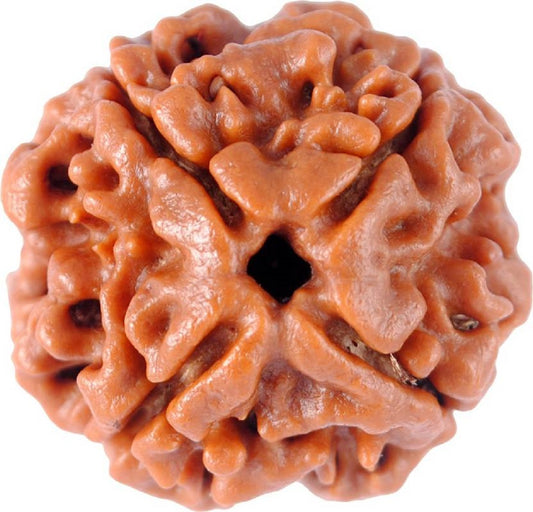 ShivaRatna 4 Mukhi Nepali Rudraksha Guru Mani with Pure Silver Cap, Lab Certification paired with 108-bead of 5 Mukhi Mala - ShivaRatna