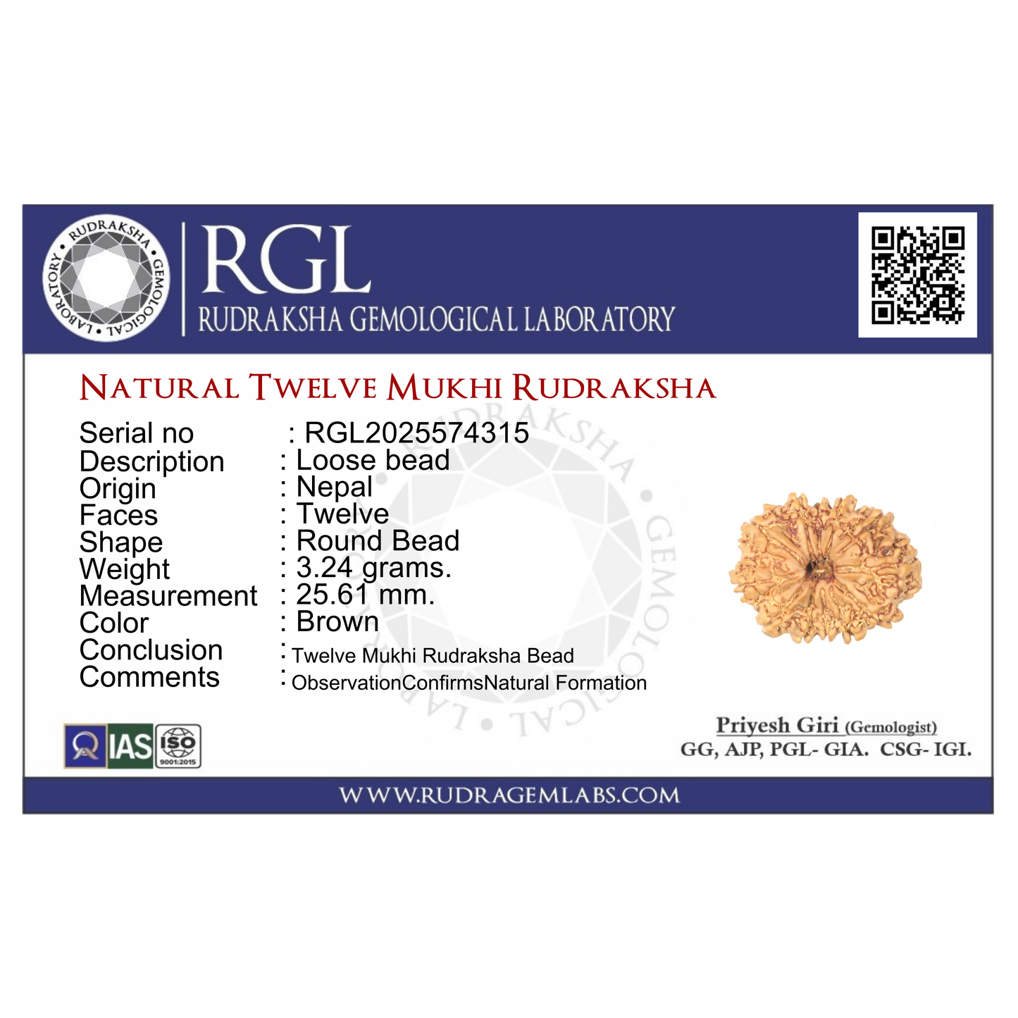 ShivaRatna 12 Mukhi Rudraksha Bead – Nepal Origin | X-Ray Verified | Handpicked | Mature & Premium Quality