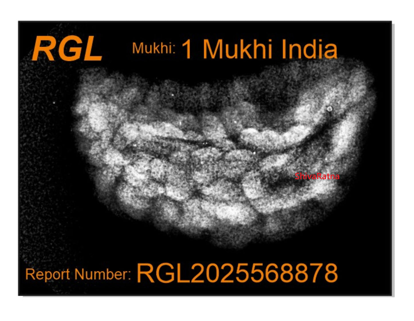 ShivaRatna1 Mukhi X Ray Certified Rudraksha Bead - Hand Picked - One Face - | Good Shape and Grown Beads
