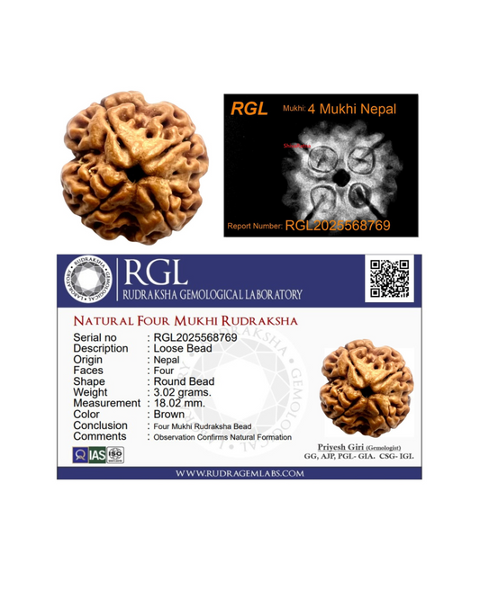 hand picked rudraksha by shivaratna