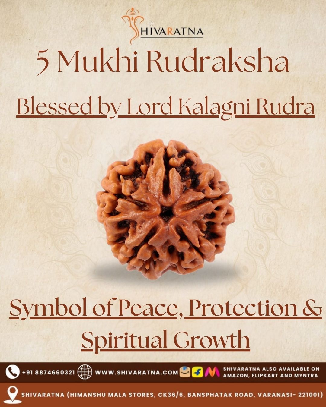 ShivaRatna 5 Mukhi Rudraksha – Lab Certified (Nepal Origin), Well-Shaped, Matured Bead with X-ray Verification Report - ShivaRatna