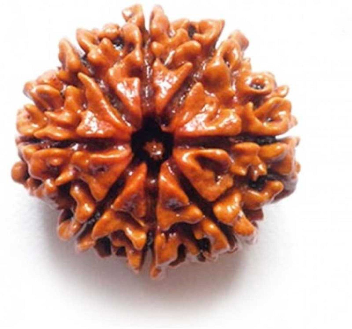 ShivaRatna 8 Mukhi Nepali Rudraksha Guru Mani + Five Mukhi Rudraksha (54 Beads) Made in Pure Silver - ShivaRatna