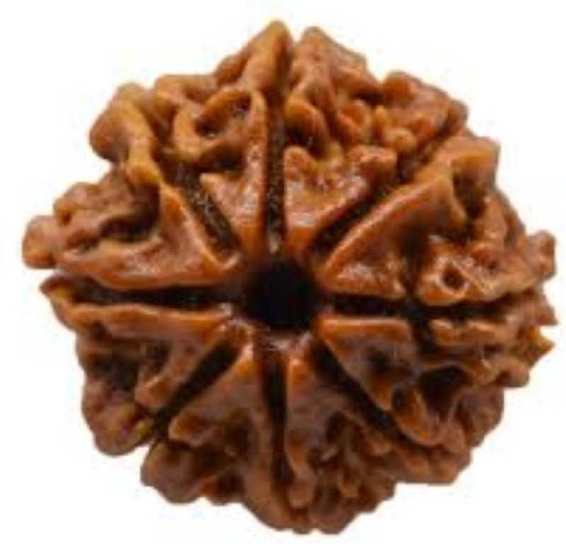 ShivaRatna Business Power Pendant for Men/Women (Combination of 7+8+12 MUKHI RUDRAKSHA) in Pure Silver Capping - ShivaRatna