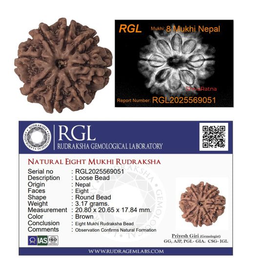 8mukhi rudraksha with xray report by shivaratna