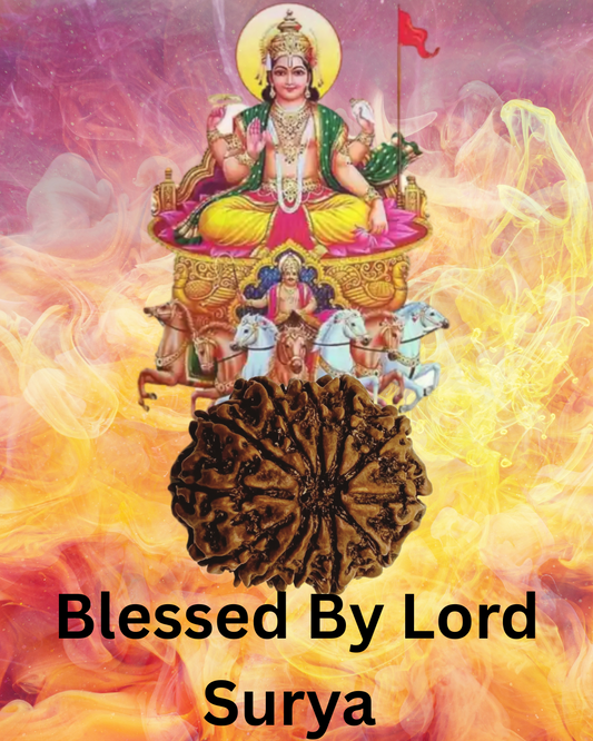 ShivaRatna 12 Mukhi Lab Certified Rudraksha (Origin Nepali) Super Elite (Collector) Bead - ShivaRatna