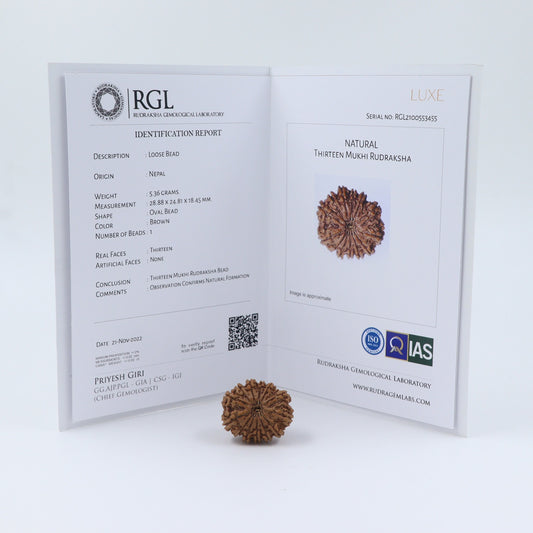 orignal rudraksha