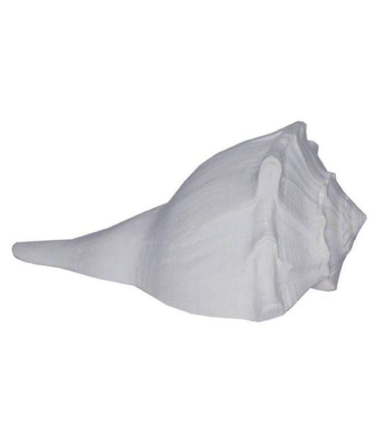 ShivaRatna Dakshinamukhi Shankh/Dhakshinavarti Shankh/Valampuri Shankh / दक्षिणावर्ती शंख (6 Inch Size) Natural Shankh for Laxmi Pujan - ShivaRatna