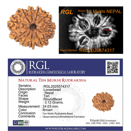 Rudraksha bead with RGL Rudraksha Gemological Laboratory certification on a white background