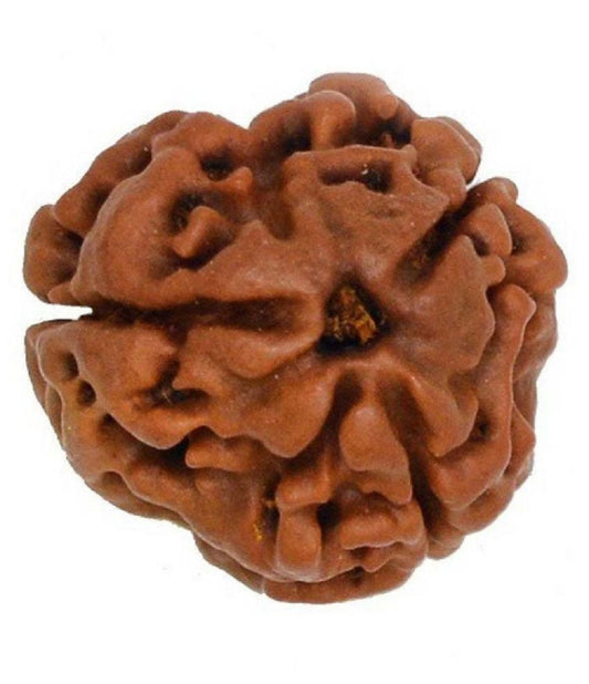 3 mukhi rudraksha