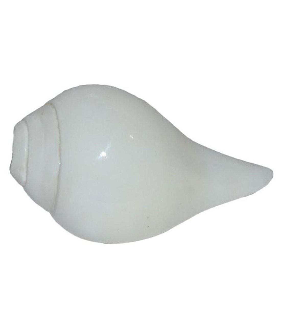 ShivaRatna blowing shankh (4-5 Inch) - ShivaRatna