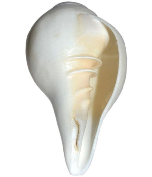 ShivaRatna blowing shankh (4-5 Inch) - ShivaRatna