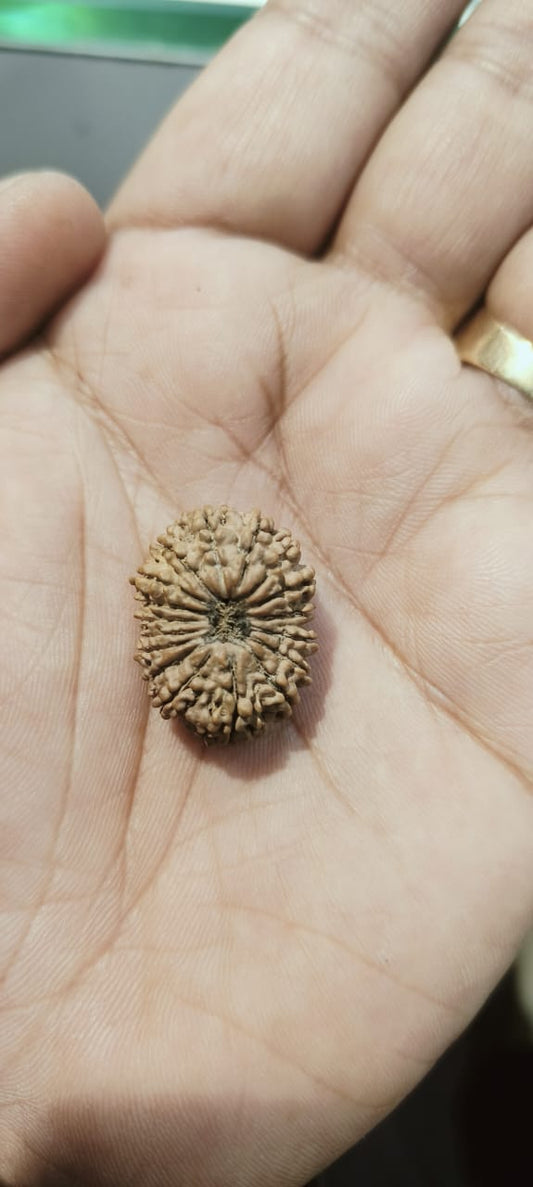 premium 17mukhi rudraksha