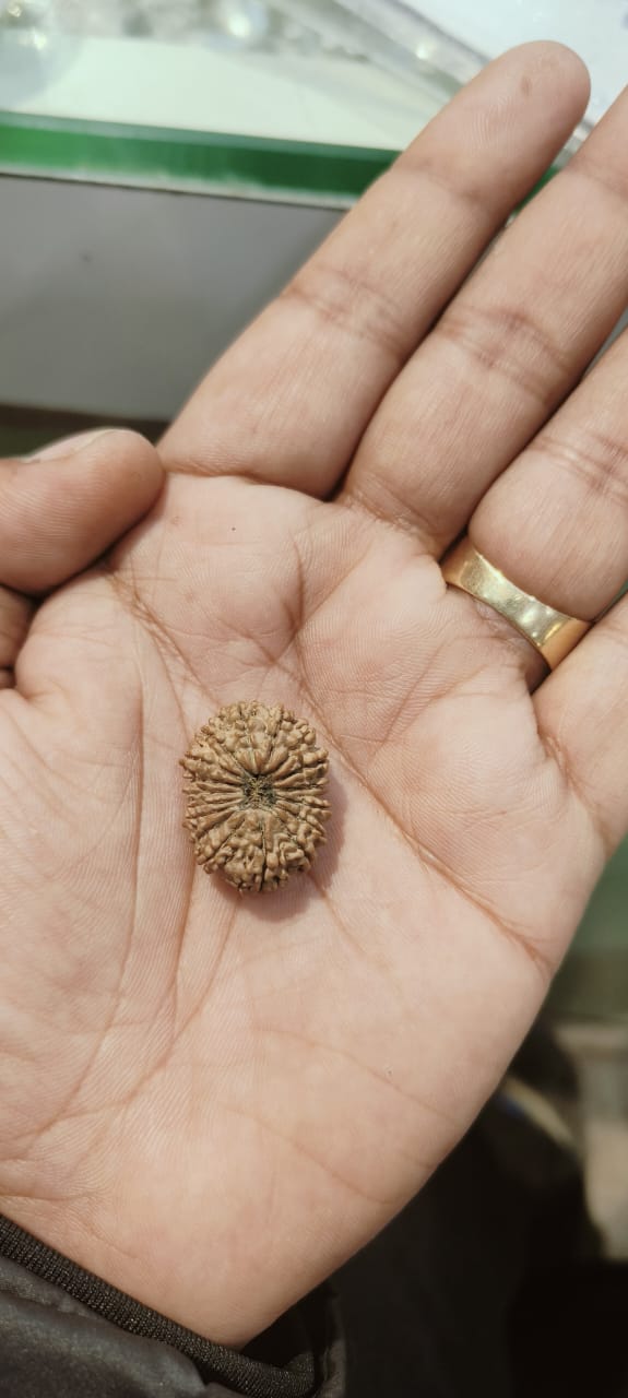 hand picked rudraksha