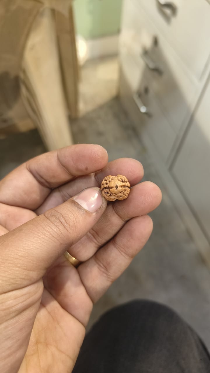 ShivaRatna 2 Mukhi /Two Face Rudraksha with Certificate of Authenticity (Elite Range)