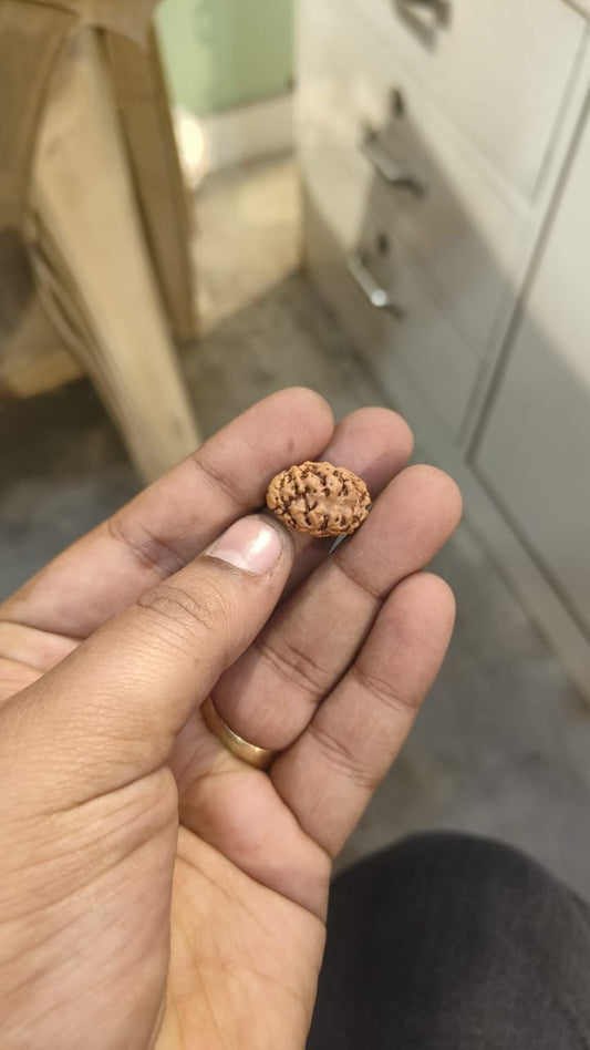 ShivaRatna 2 Mukhi /Two Face Rudraksha with Certificate of Authenticity (Elite Range) - ShivaRatna