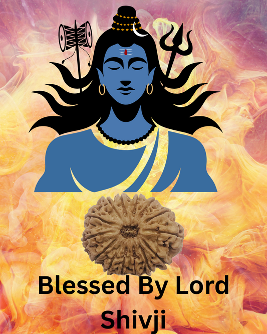 ShivaRatna 14 Mukhi Lab Certified Rudraksha (Origin Nepali) Super Elite Bead - ShivaRatna