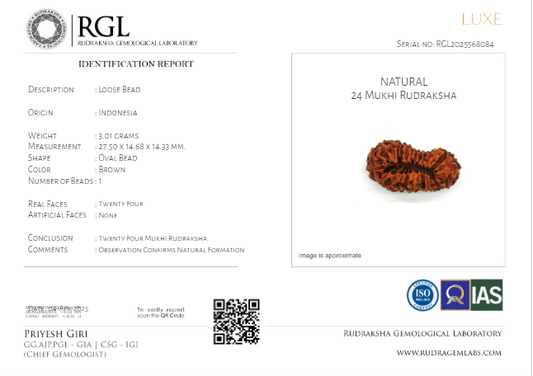 ShivaRatna 24 Mukhi Rudraksha with Certificate of Authenticity (Super Elite Range) - ShivaRatna
