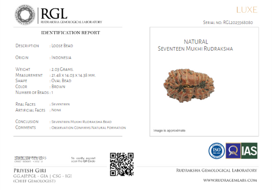 ShivaRatna 17 Mukhi (Java) Rudraksha- Lab Certified - ShivaRatna