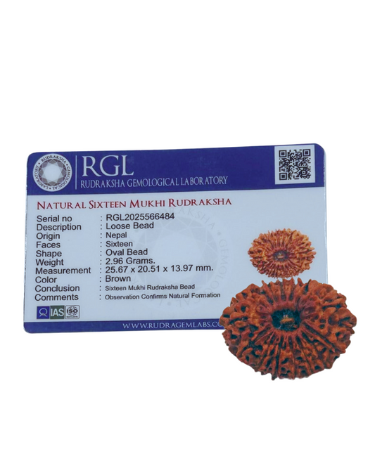ShivaRatna 16 Mukhi/ Sixteen Face Rudraksha with Certificate of Authenticity - ShivaRatna