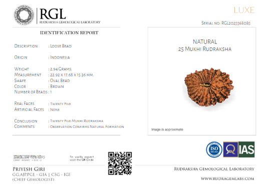 ShivaRatna 25 Mukhi Rudraksha with Certificate of Authenticity (Elite Range) - ShivaRatna