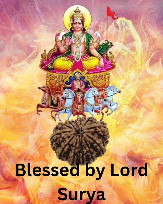 ShivaRatna 12 Mukhi Lab Certified Rudraksha (Origin Nepali) Super Elite (Collector) Bead - ShivaRatna