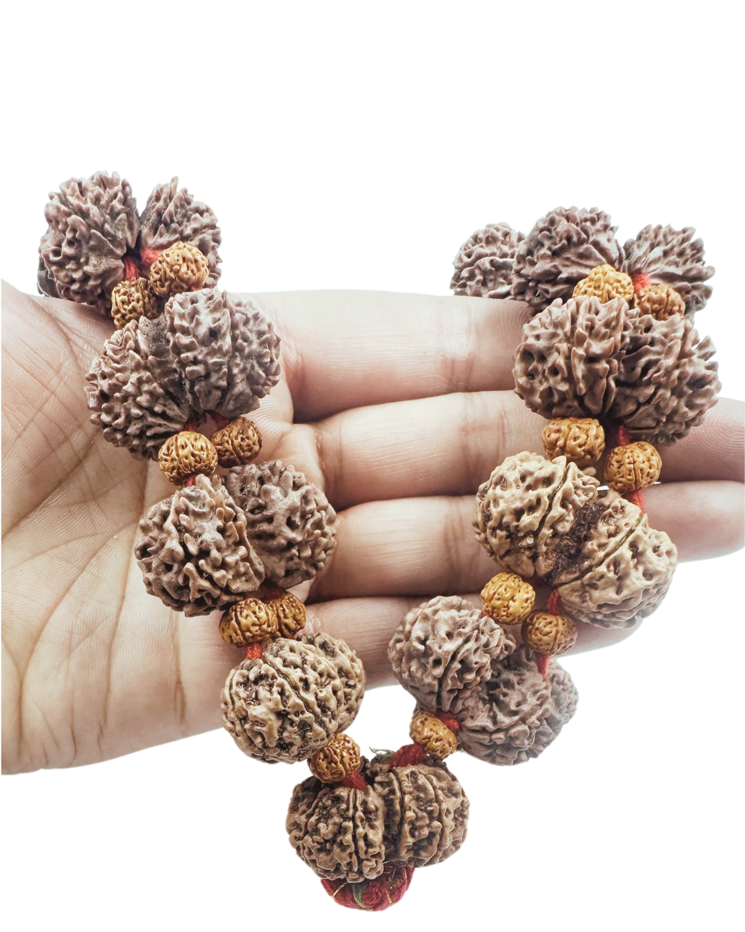 hand picked rudraksha by shivaratna