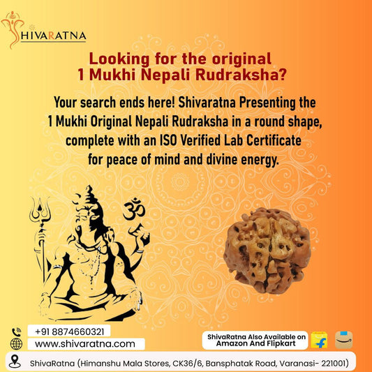 ShivaRatna 1 Mukhi Rudraksha Nepal Origin (Round Shape) Comes with ISO Marked Lab Certificate