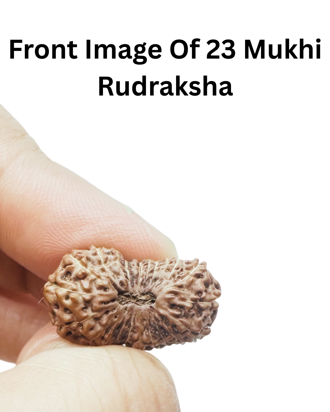 hand picked rudraksha by shivaratna