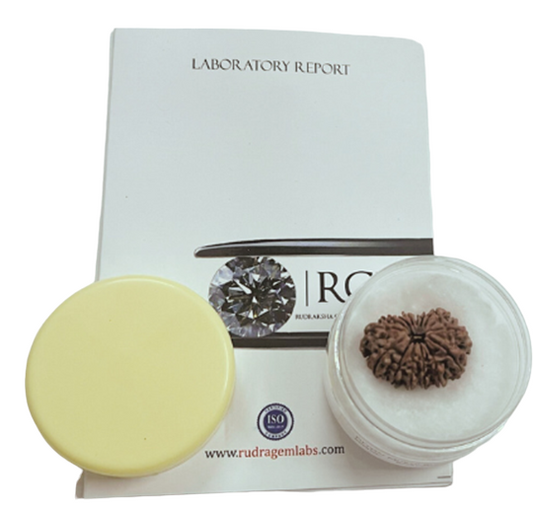 ShivaRatna 15 Mukhi/ Fifteen Face Rudraksha with Certificate of Authenticity (Elite Range) - ShivaRatna