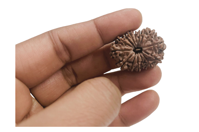 ShivaRatna 15 Mukhi/ Fifteen Face Rudraksha with Certificate of Authenticity (Elite Range)