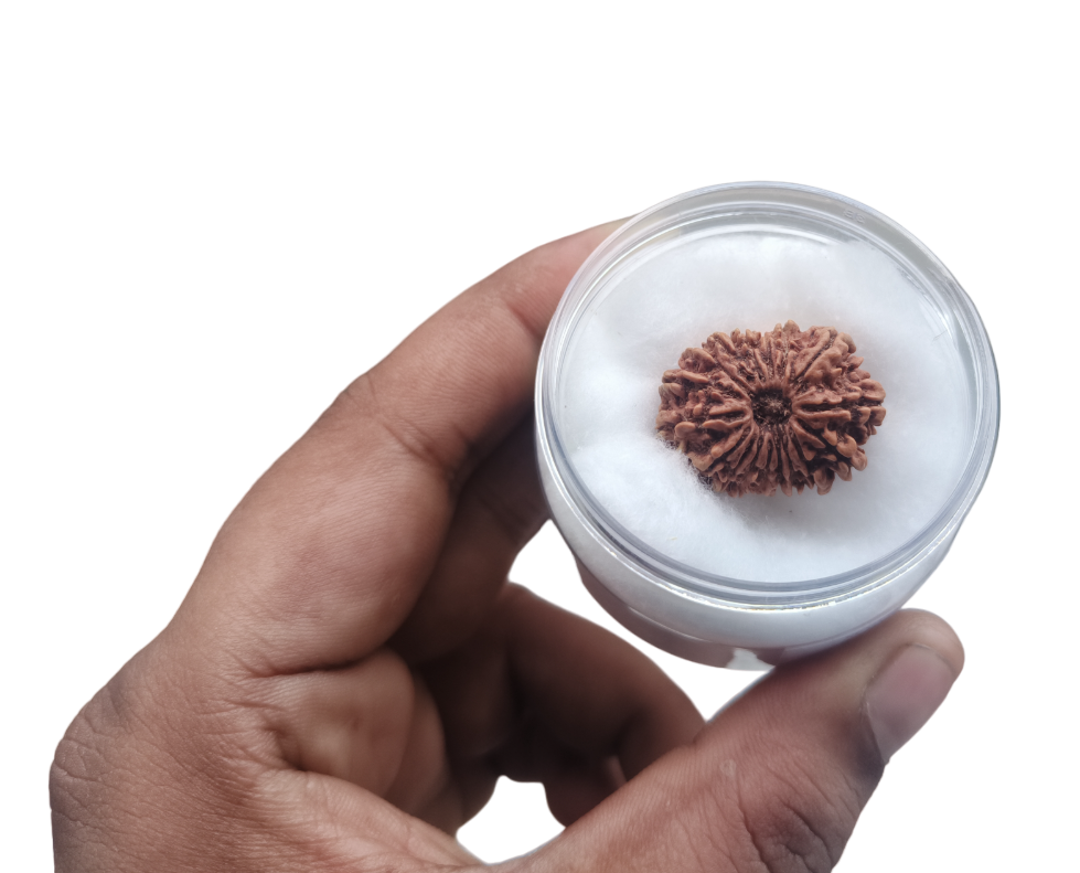 orignal 17 mukhi rudraksha by shivaratna