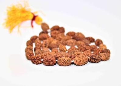 2 mukhi orignal rudraksha