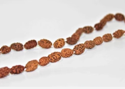 certified rudraksha