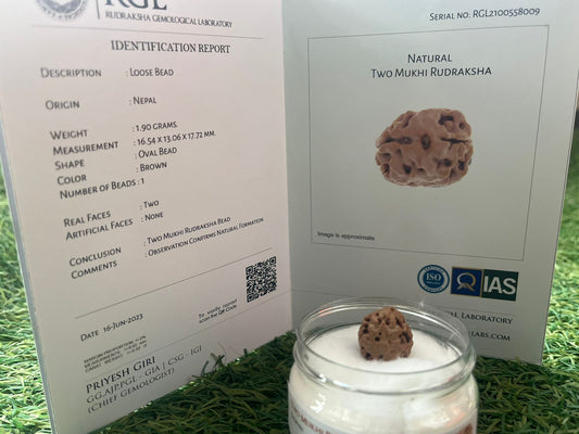 ShivaRatna 2 Mukhi /Two Face Rudraksha with Certificate of Authenticity (Elite Range) - ShivaRatna